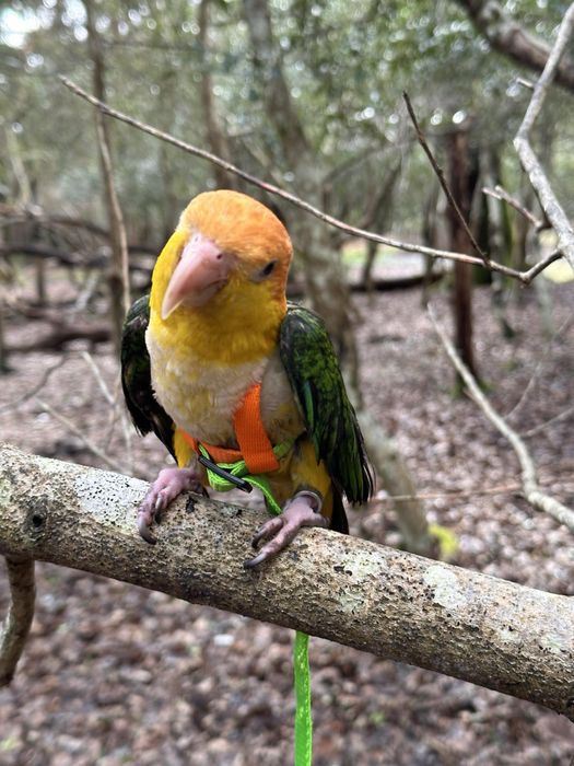 Oryginalne bezpieczne szelki dla papugi xs