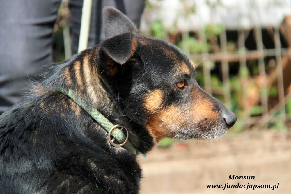 Monsun - przyjacielski psiak