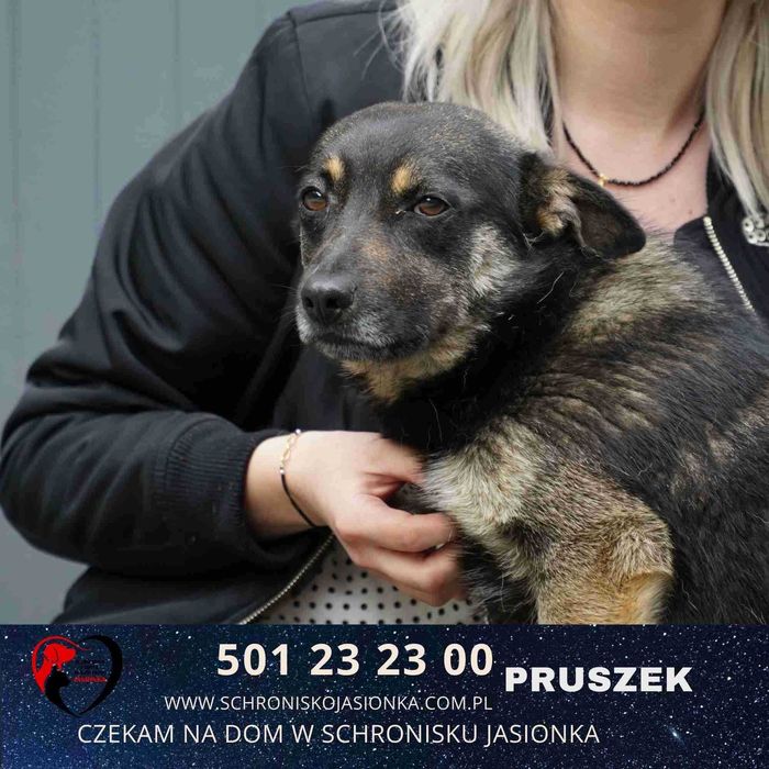 PRUSZEK do adopcji – Schronisko Jasionka