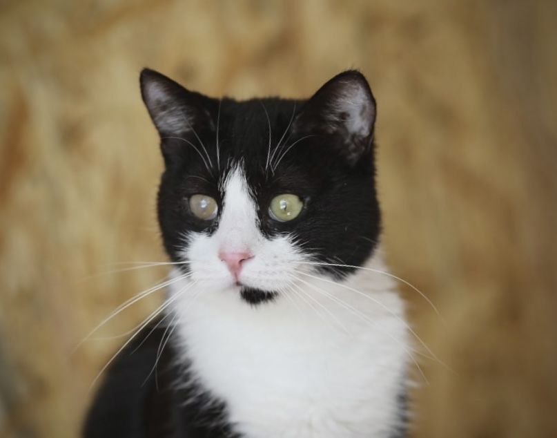 Котенок Вива 1 год, очень милая ласковая девочка, чудесная кошечка