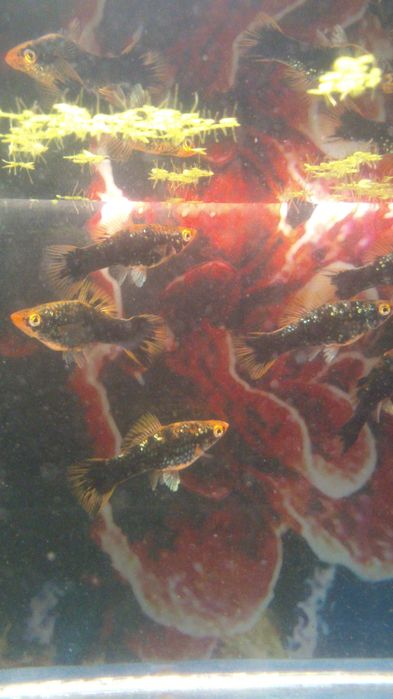 Аквариумные рыбки разных видов,живые корма.