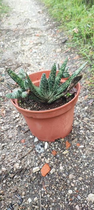 Planta suculenta