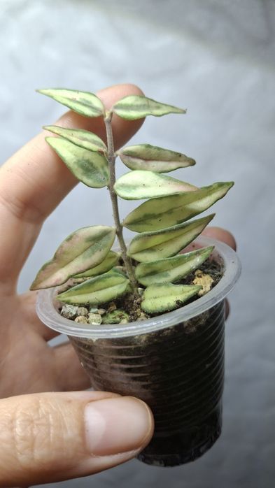 Дрібнолистні хойї  ,хойя ,hoya