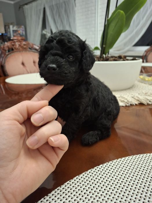 Pudel Toy piesek