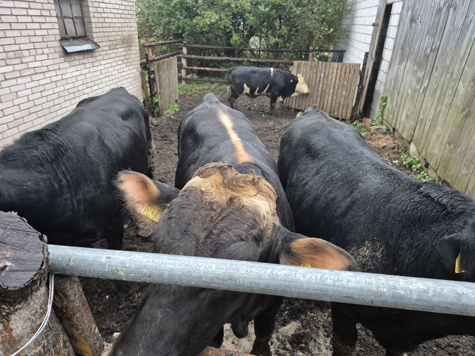 Sprzedam byki miesne wiek 17 miesiecy