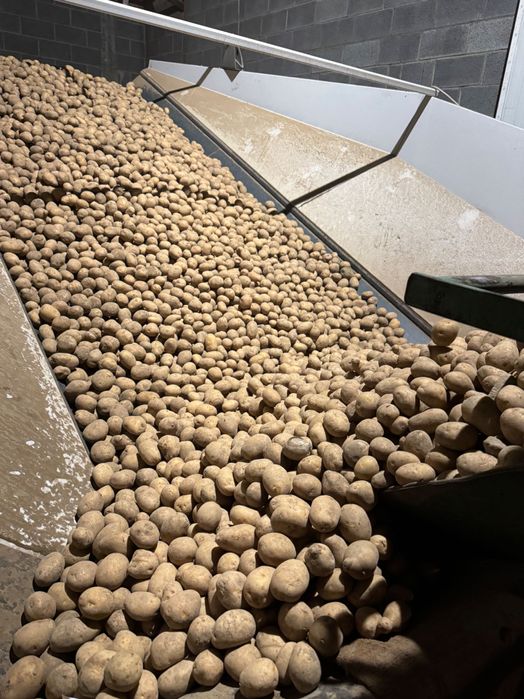 Ziemniaki do sadzenia