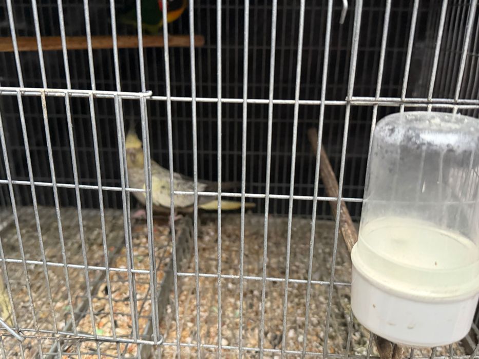 Vendo vários pássaros