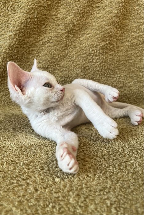 Котик Девон Рекс/Devon Rex