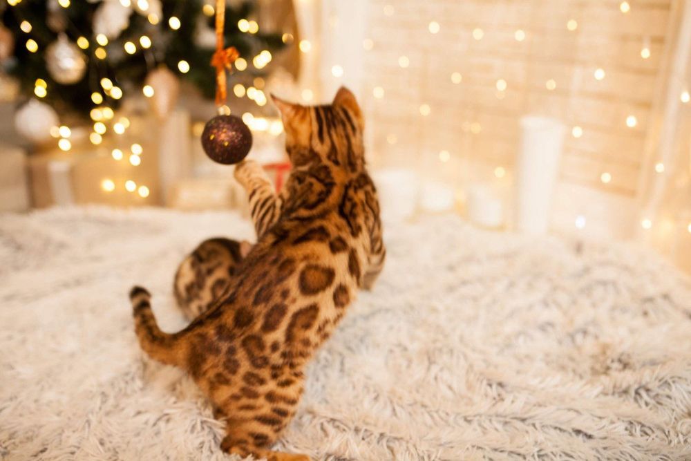 Бенгальские котята