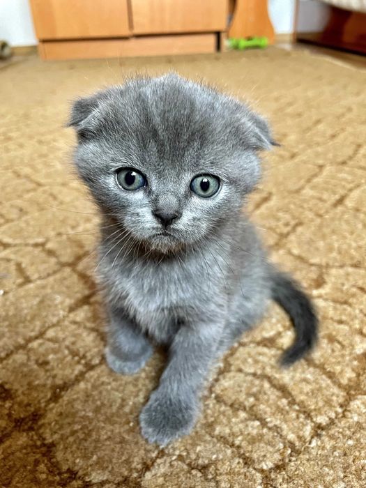 Чистокровні британські коти (прямовухі/висловухі)