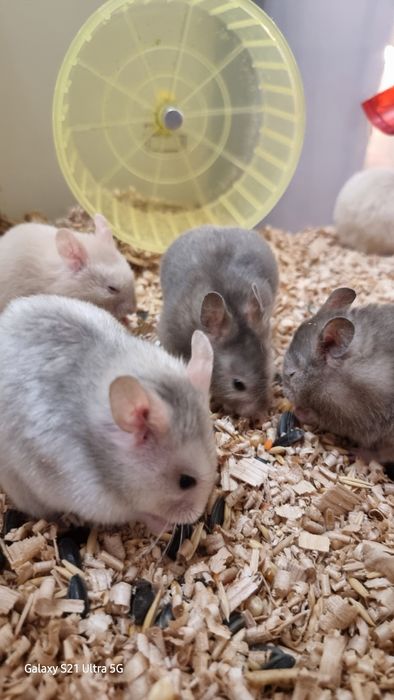 Хомяк белый сатиновый серый персиковый хомячки джунгарские