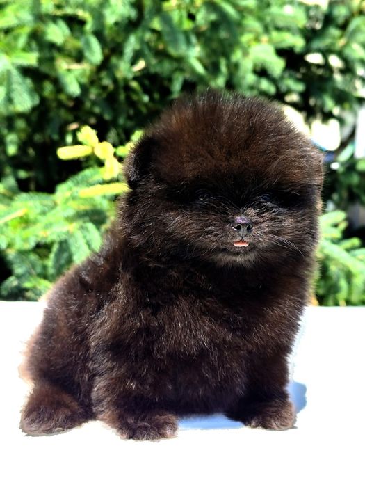 Шикарний чорний ведмедик