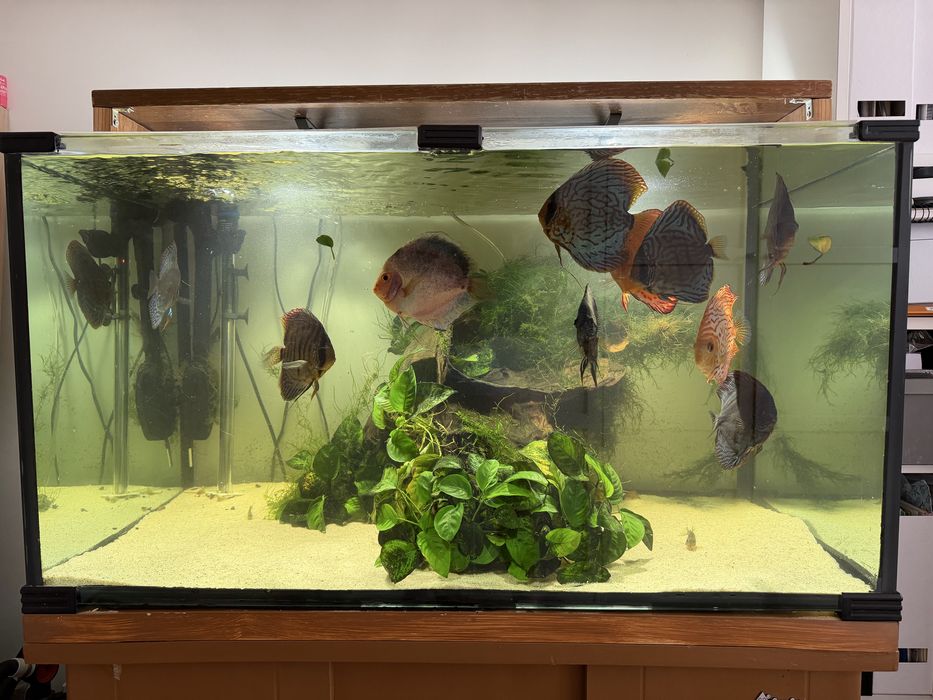 Aquário completo 300L