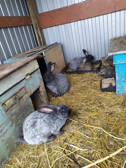 Молодняк кролика