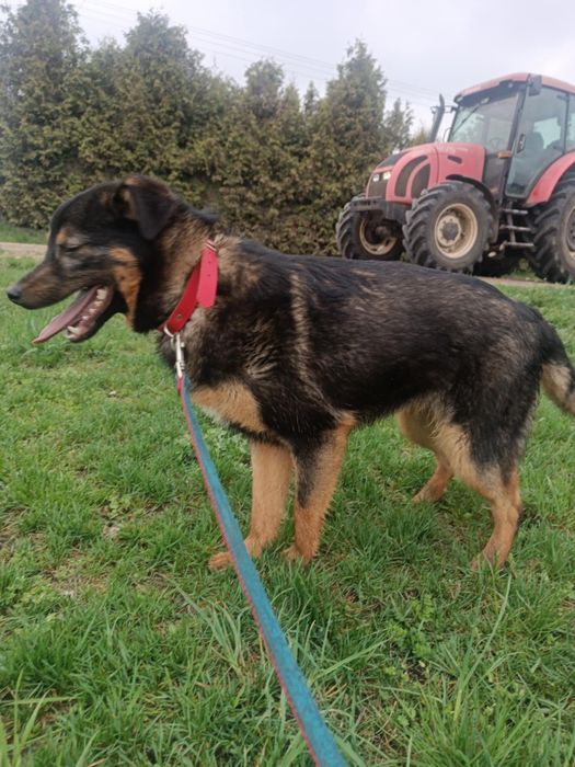 Frankie pies do adopcji