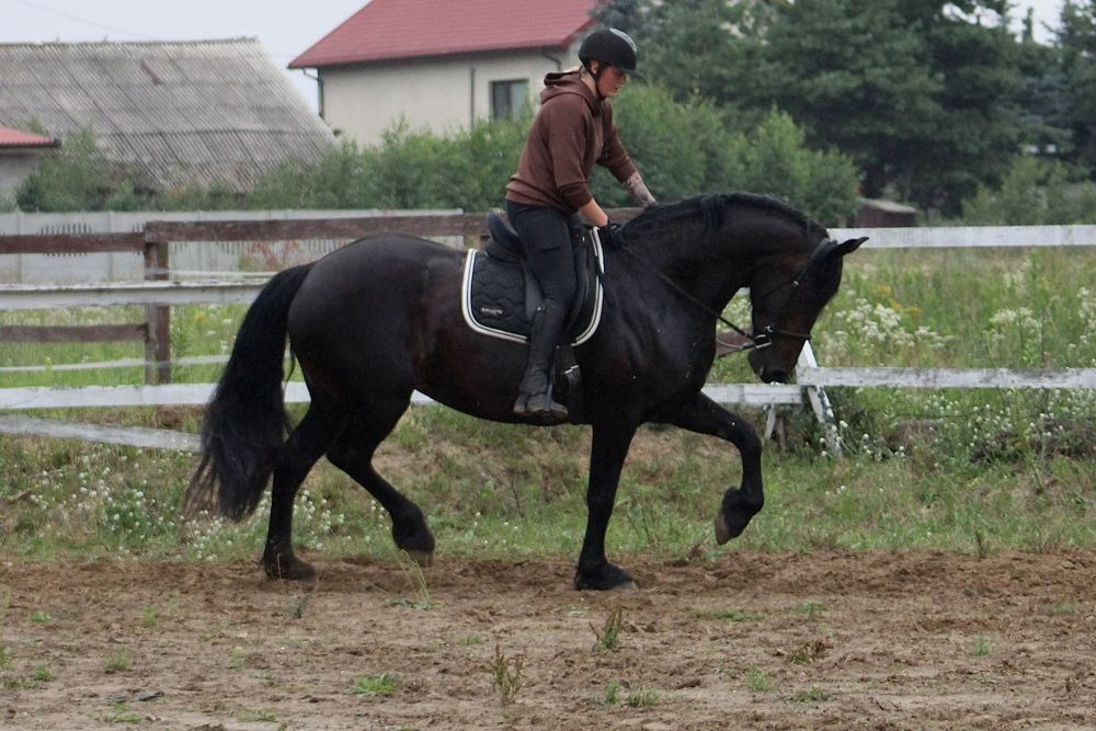 Raven klacz SP 11 lat