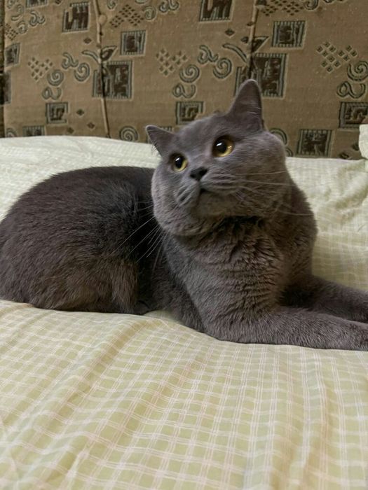 Предлагаю для вязки Scottish-Straight