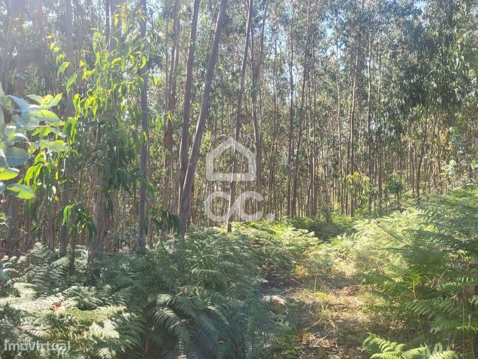 Bouça na União de Freguesias de Conde e Gandarela — Conde E Gandarela, Braga