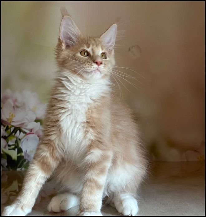 Kocurek Maine Coon Wesario Już do odbioru