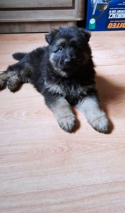 Owczarek niemiecki długowłosy śliczne szczenięta