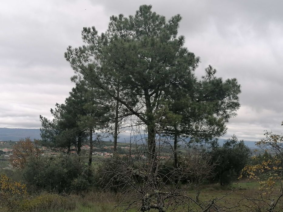 Vendo Magnifica propriedade no Parque Natural da Serra da Estrela