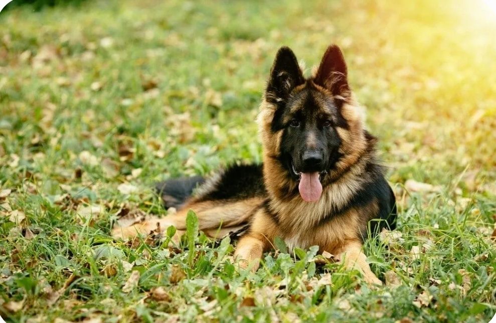 Цуценята  - дві дівчинки, метиси