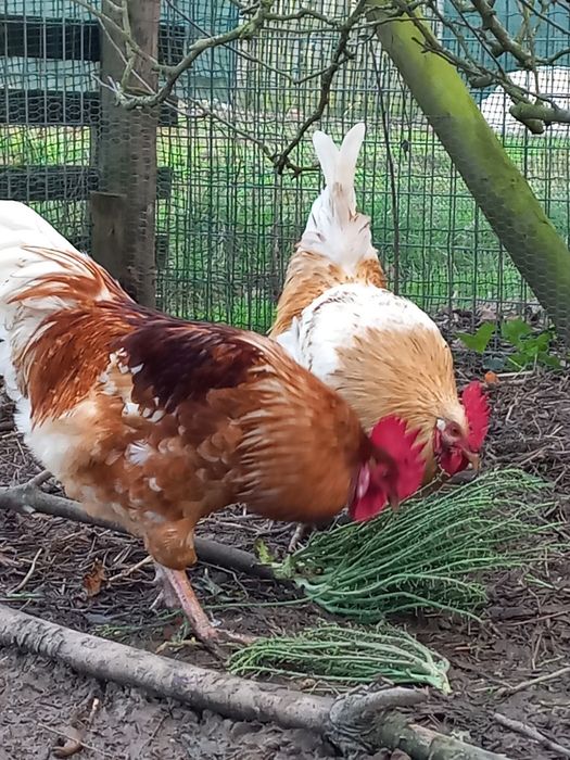 Vendo Galos e Galinhas