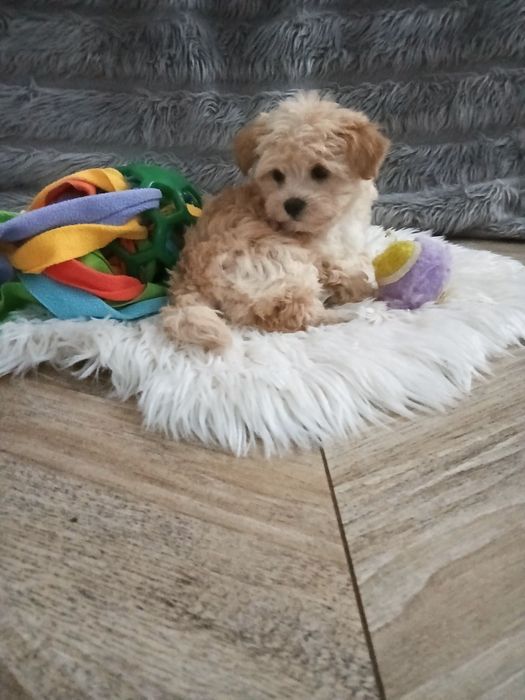 Maltipoo chłopczyk gotowy na zmianę domku xxs