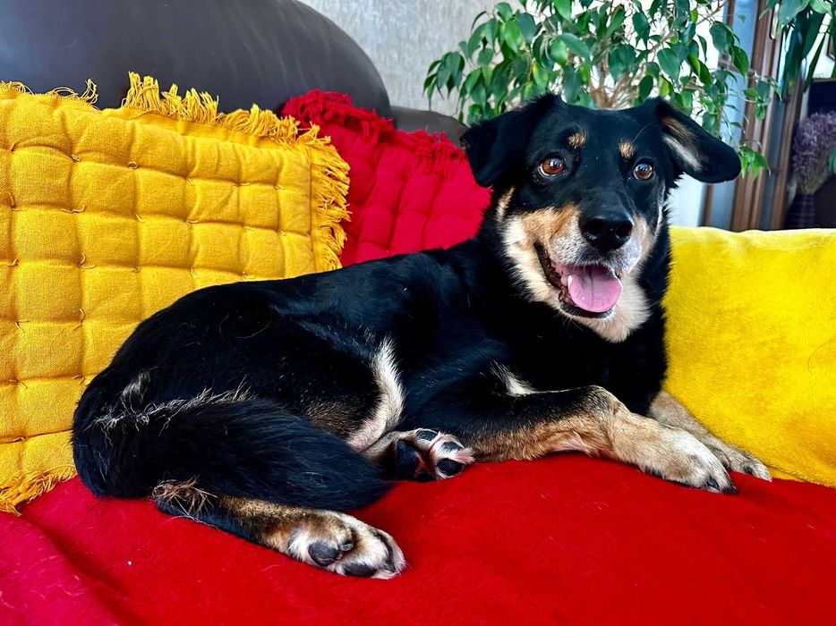Spokojna suczka do adopcji - Dżetka!