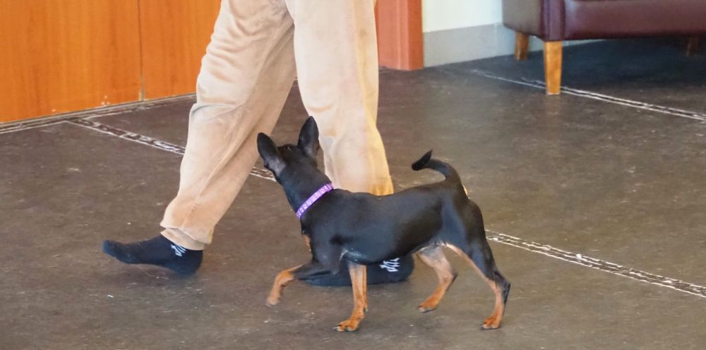 Sunia  Pinczer Miniaturowy FCI - wesoła _ odważna suczka