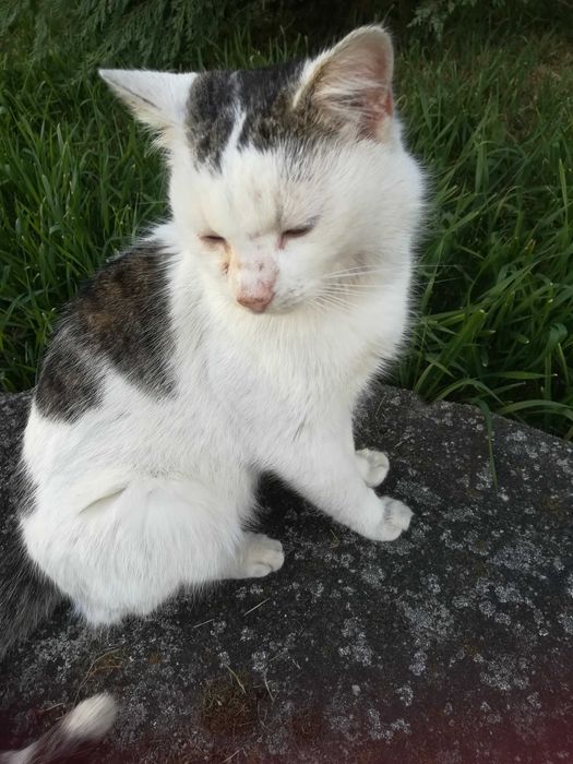 Kot pilnie szuka domu