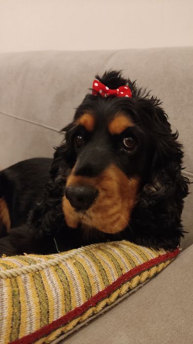 Cocker spaniel angielski