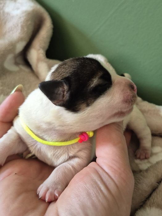 Jack Russell Terrier ZKwP gładkowłose szczenięta