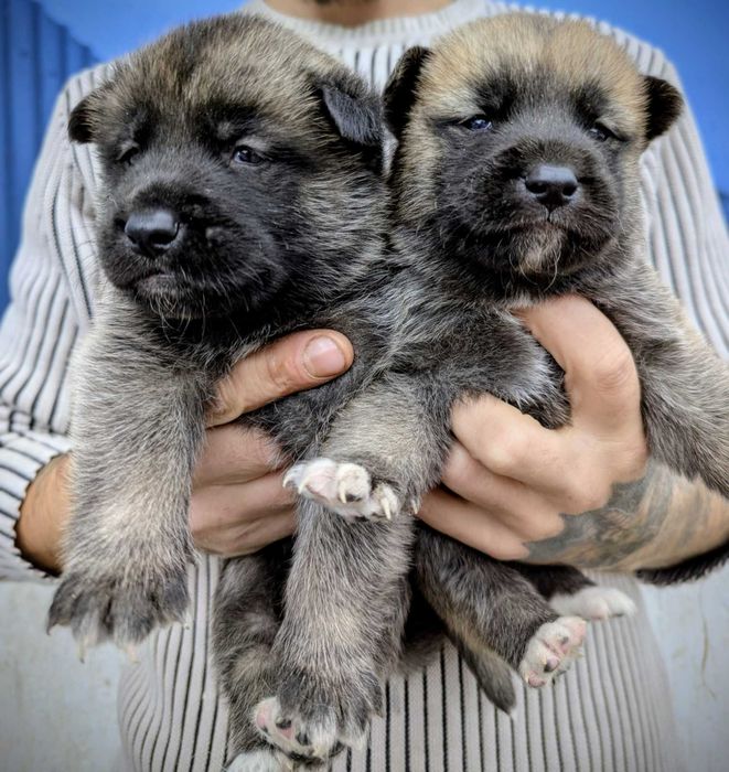 Акіта: цуценята. Продам