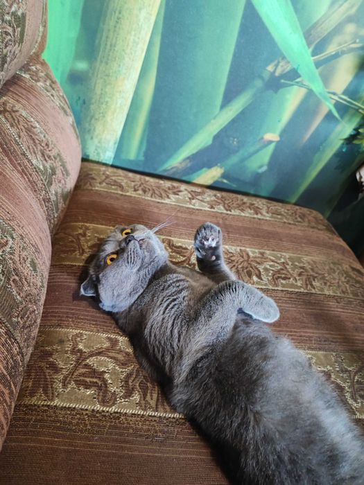 Вязка британской кошечки