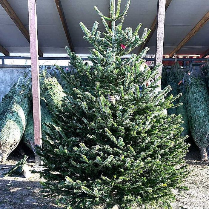 Жива різдвяна ялинка Нордмана  - Преміум ялиця Нордмана 2.25-2.50 м