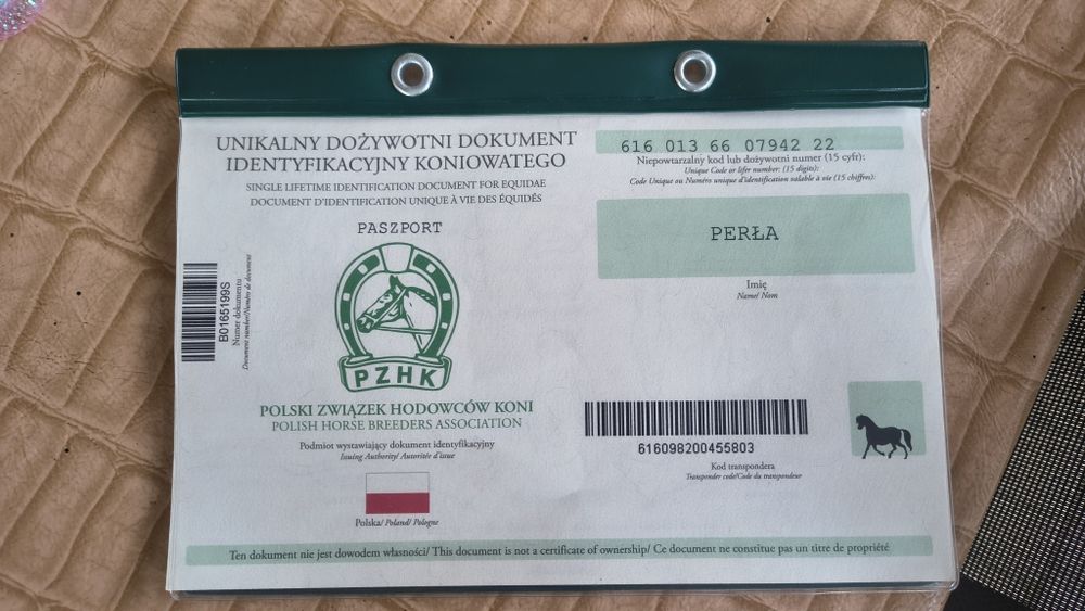 Piękna 4 letnia klacz na sprzedaż    (BARDZO PILNA SPRZEDAŻ!!)
