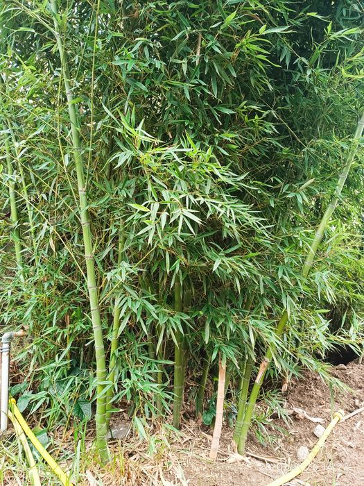 Planta bambu - 10 euros cada