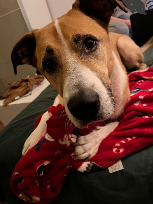 Oddam psiaka w dobre ręce