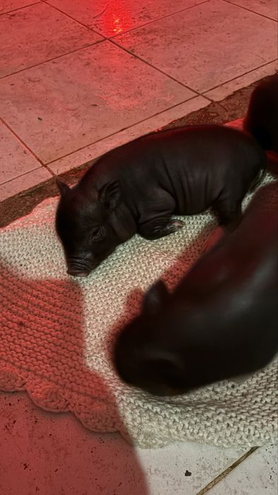 Mini pig / vietnamita