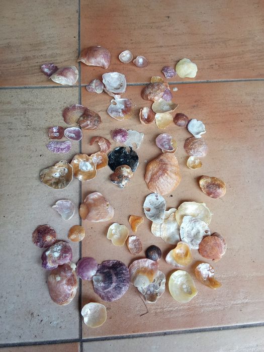 Conchas e búzios variados