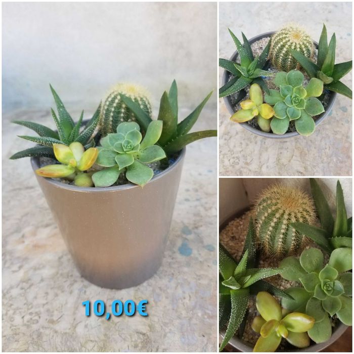 Arranjo de Suculentas