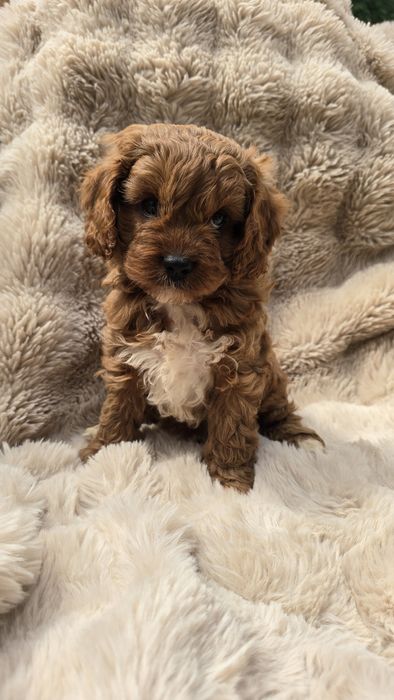 Piesek cavapoo f1  do odbioru koniec lipca