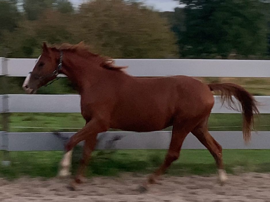 Zajezdzony 3,5 letni walach  Zangersheide filmy na watsapa