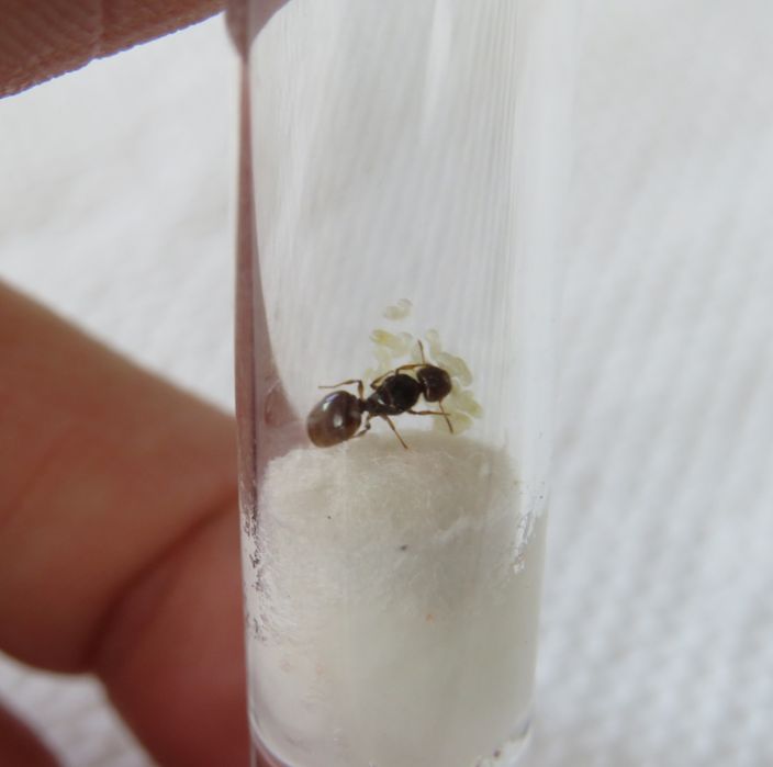 Экзотические муравьи Pheidole pallidula  с рабочими для муравьиной фермы! Корм в подарок!