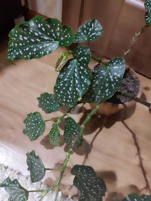 Дорослі бегонії Кейн