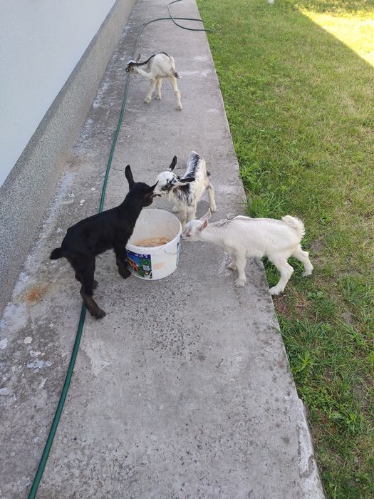 Продаються козенята