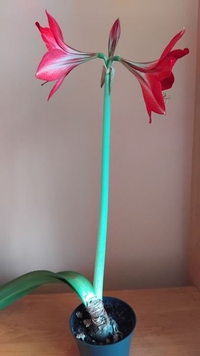 Kwiatki donniczkowe