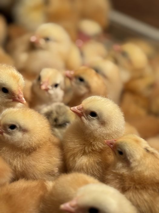 Курчата Фоксі чік