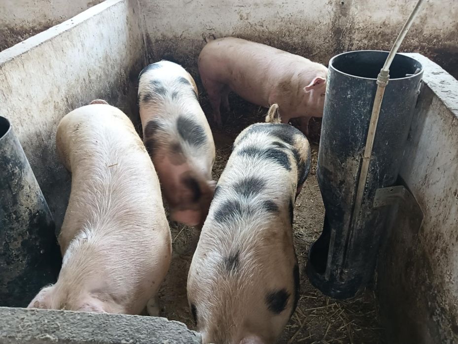 **Sprzedam 2  tuczniki**waga 150-160kg**Naturalnie chowane **